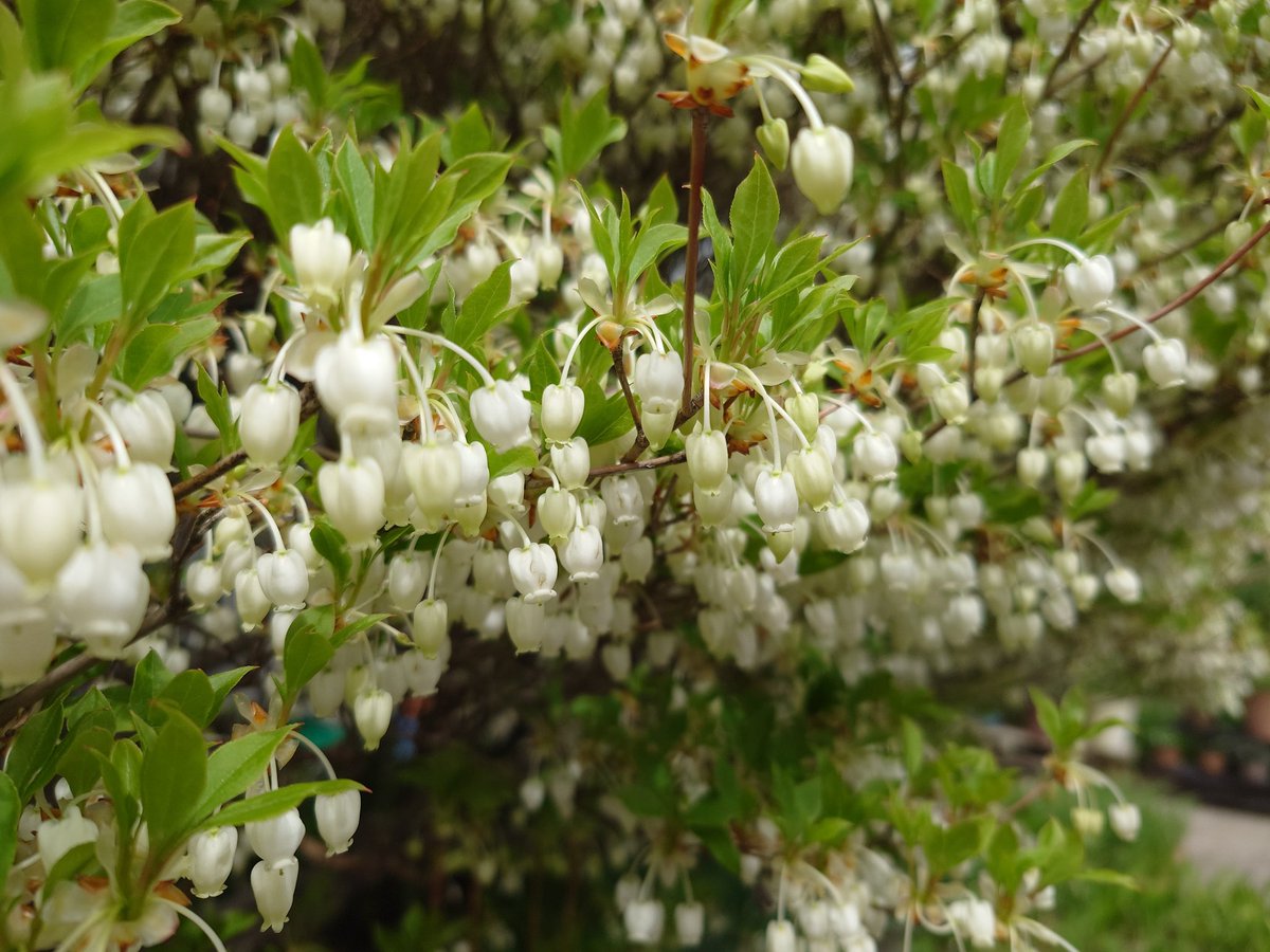 今日の庭の花。
何もかも一度に咲いてる気がする。
ノマド出来るカフェ探して行ったら、客が私しかいなくてつい三時間も居座ってきた。
フリードリンクがコーヒーしかない以外はとても良かった。
もうちょい選択肢があるか、ペットボトルの水くらい持ち込み出来れば言うことないんだけどな……