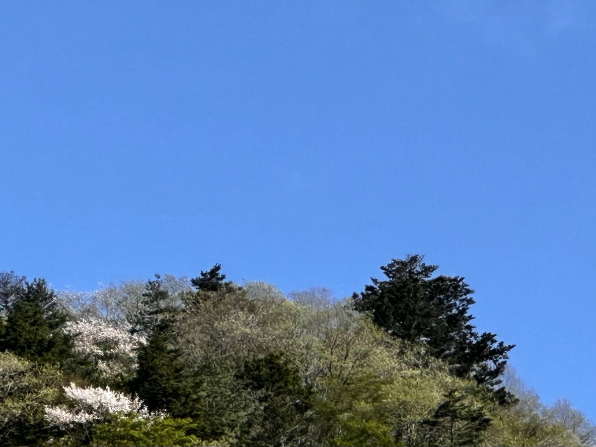 Wind_Sky_358's tweet photo. #2026_Apr_18
.
あの年の翌年から
夜桜を見なくなった
独りでは見たく無いと
今も言えずに
春は過ぎ行く
来年もまた
見ることは無い
いやきっと
見られないだろう
.
#今日の風景
.
Youtube
#終わらない約束の途中で
#Keysound
https://t.co/N463XTGMlw https://t.co/qzmxEU1Vo6
