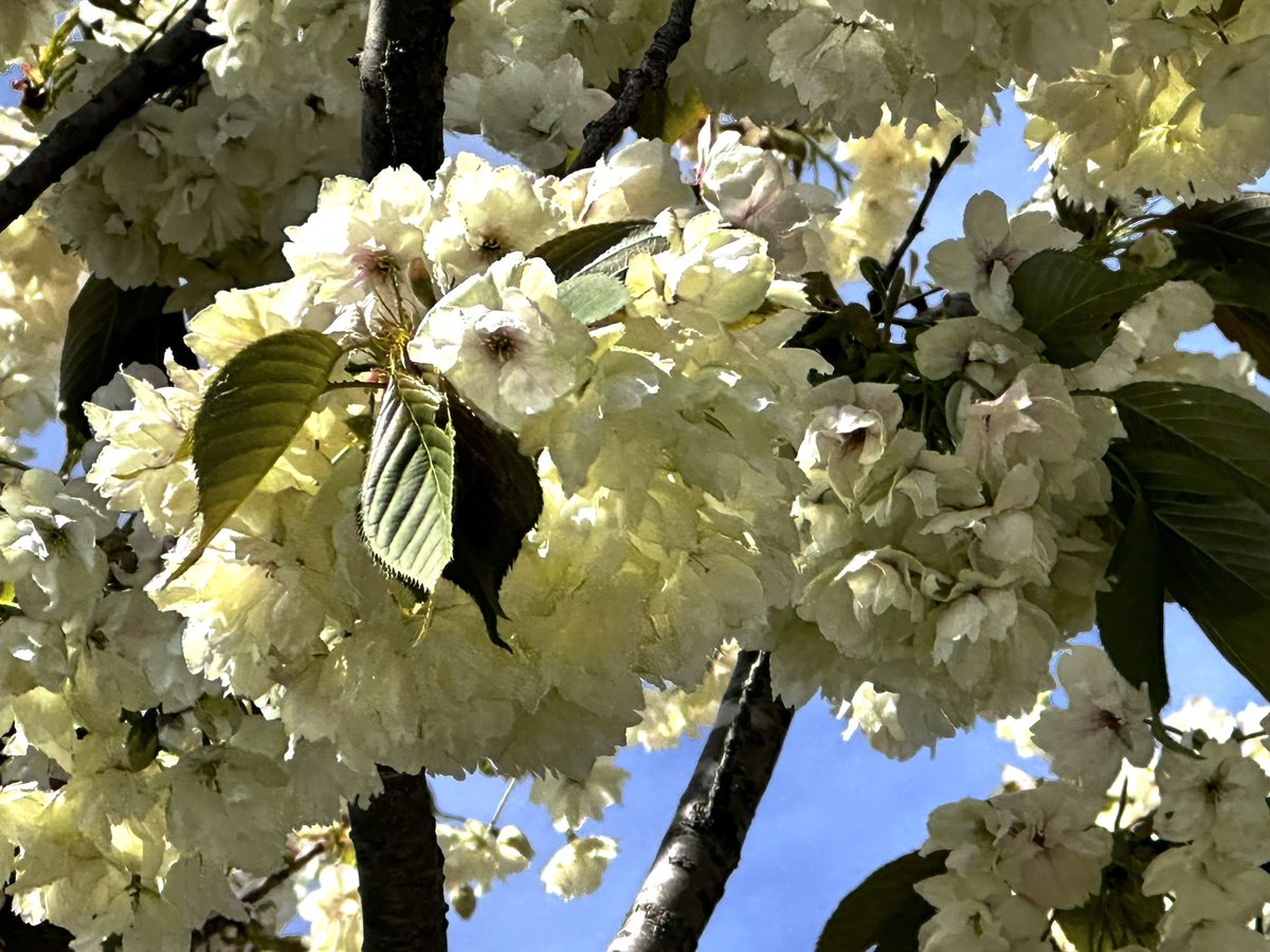 Wind_Sky_358's tweet photo. #2026_Apr_18
.
あの年の翌年から
夜桜を見なくなった
独りでは見たく無いと
今も言えずに
春は過ぎ行く
来年もまた
見ることは無い
いやきっと
見られないだろう
.
#今日の風景
.
Youtube
#終わらない約束の途中で
#Keysound
https://t.co/N463XTGMlw https://t.co/qzmxEU1Vo6