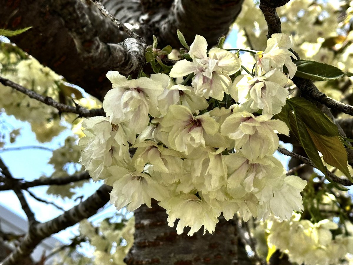 Wind_Sky_358's tweet photo. #2026_Apr_18
.
あの年の翌年から
夜桜を見なくなった
独りでは見たく無いと
今も言えずに
春は過ぎ行く
来年もまた
見ることは無い
いやきっと
見られないだろう
.
#今日の風景
.
Youtube
#終わらない約束の途中で
#Keysound
https://t.co/N463XTGMlw https://t.co/qzmxEU1Vo6