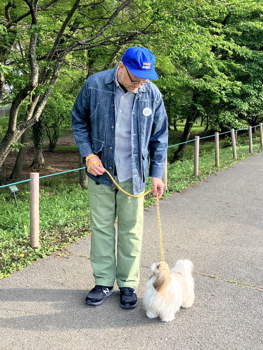 小顔シーズーこまちゃん tweet media