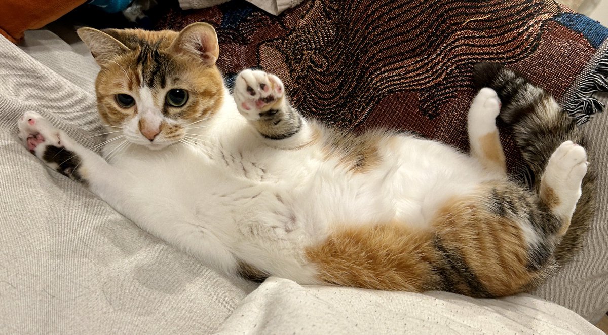 小夏とゆず tweet media