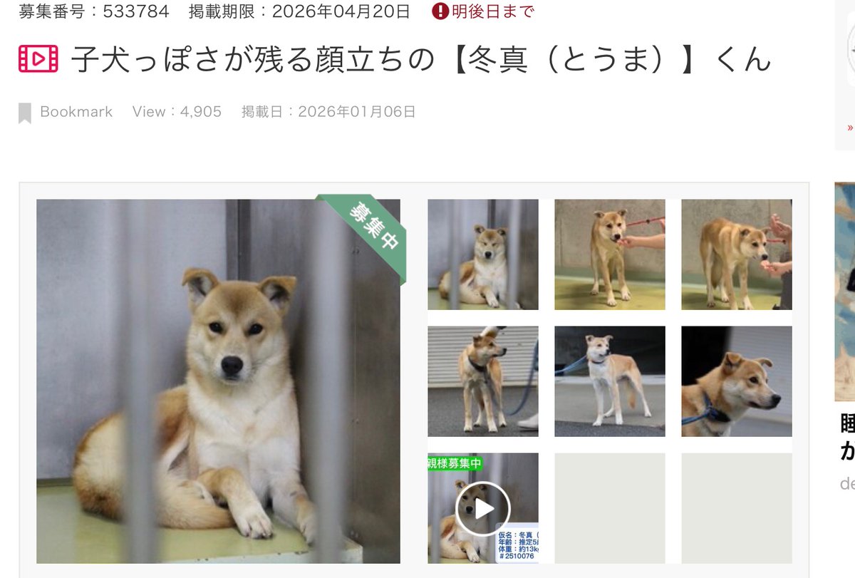 野山で育った子なので 少し怖がりなところがありますが 、比較的馴れが早く、落ち着いてます 。知らない人からのおやつを食べることもできます。

人馴れやお散歩の訓練など、譲渡にあたり精一杯サポートさせていただきます

※脱走防止対策、完全室内飼育をして頂ける方のみ限定