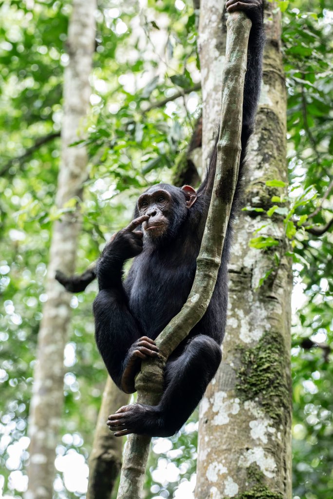 Nakitende Aisha tweet media