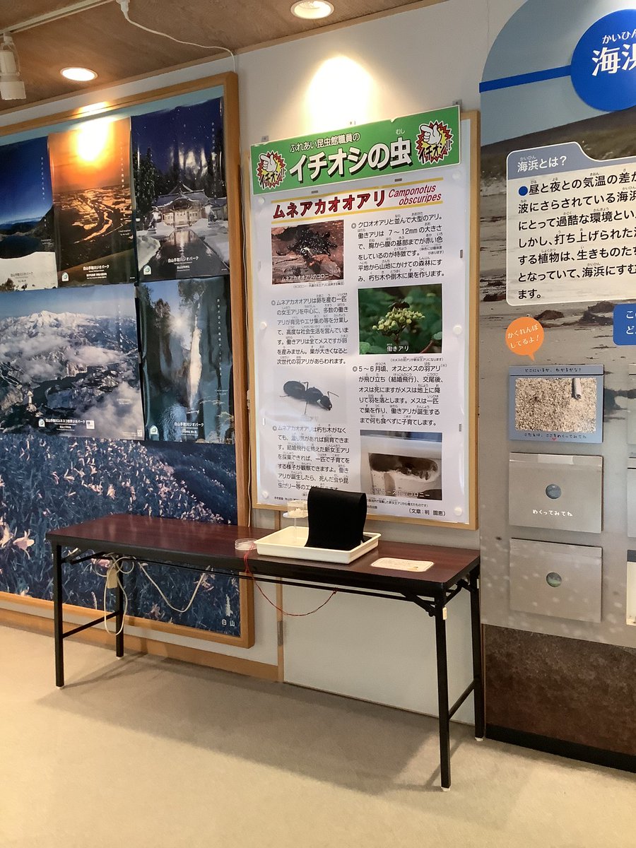 石川県ふれあい昆虫館 tweet media