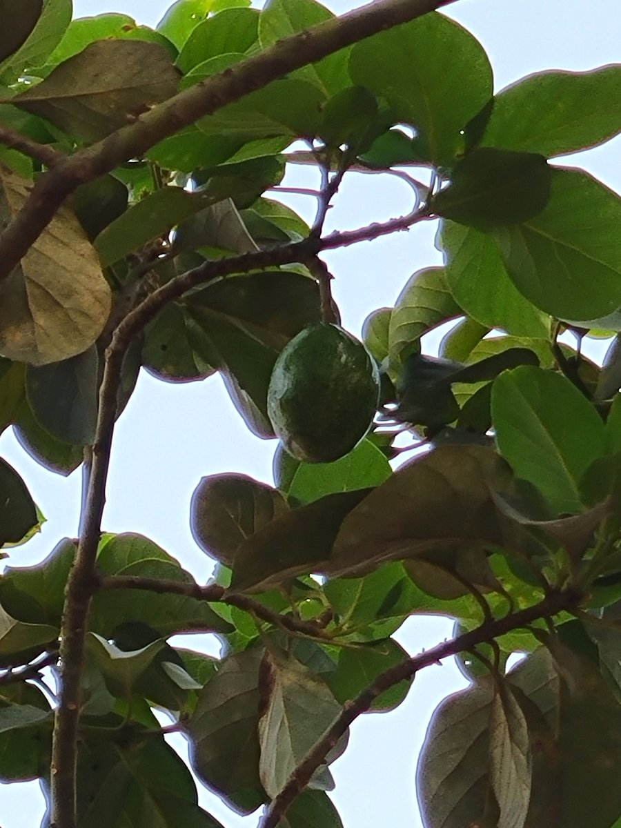 Abdul Azeez tweet media