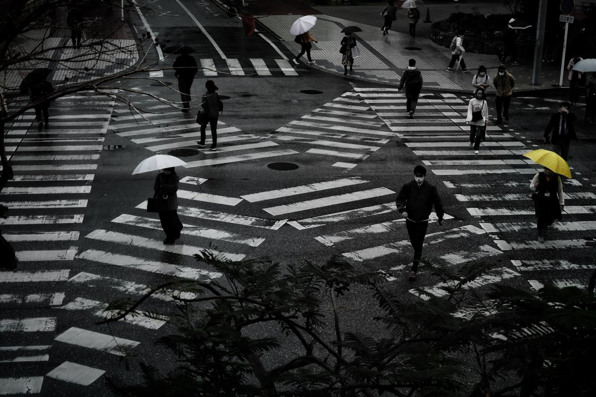 白狐/shiroco tweet media