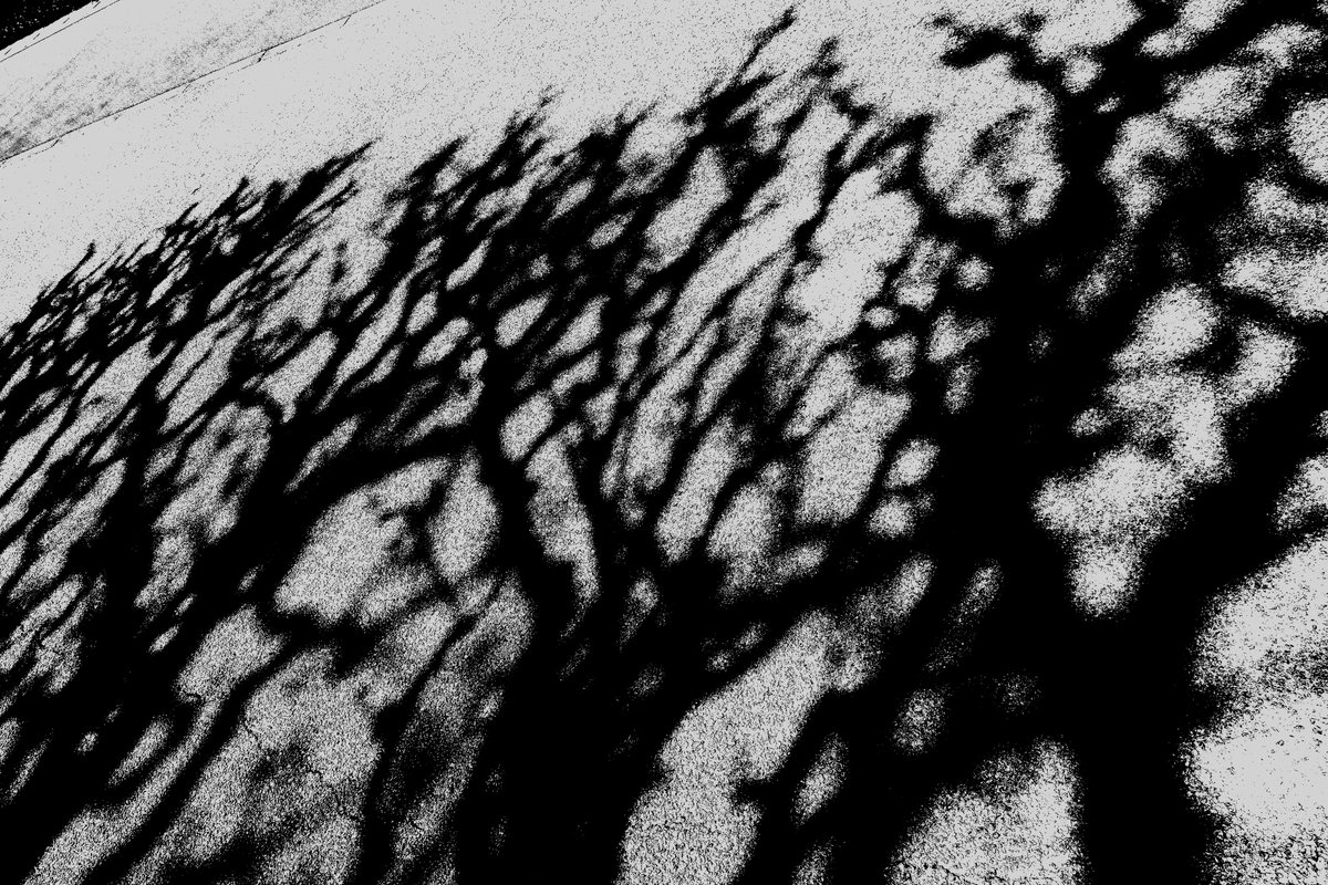 白狐/shiroco tweet media