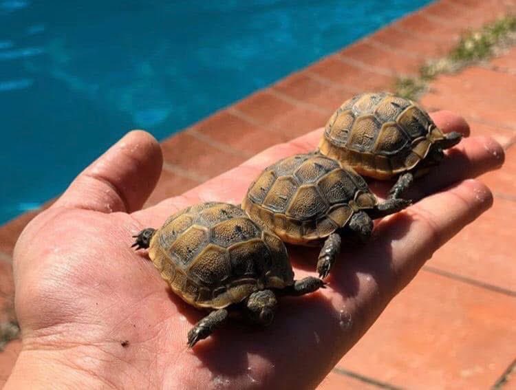 yellkennnn's tweet image. Ninja’lar  dünya’ya geldi😎
#ninja #kaplumbağ