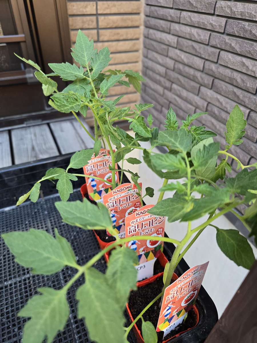 草屋(愛好家)笑 tweet media