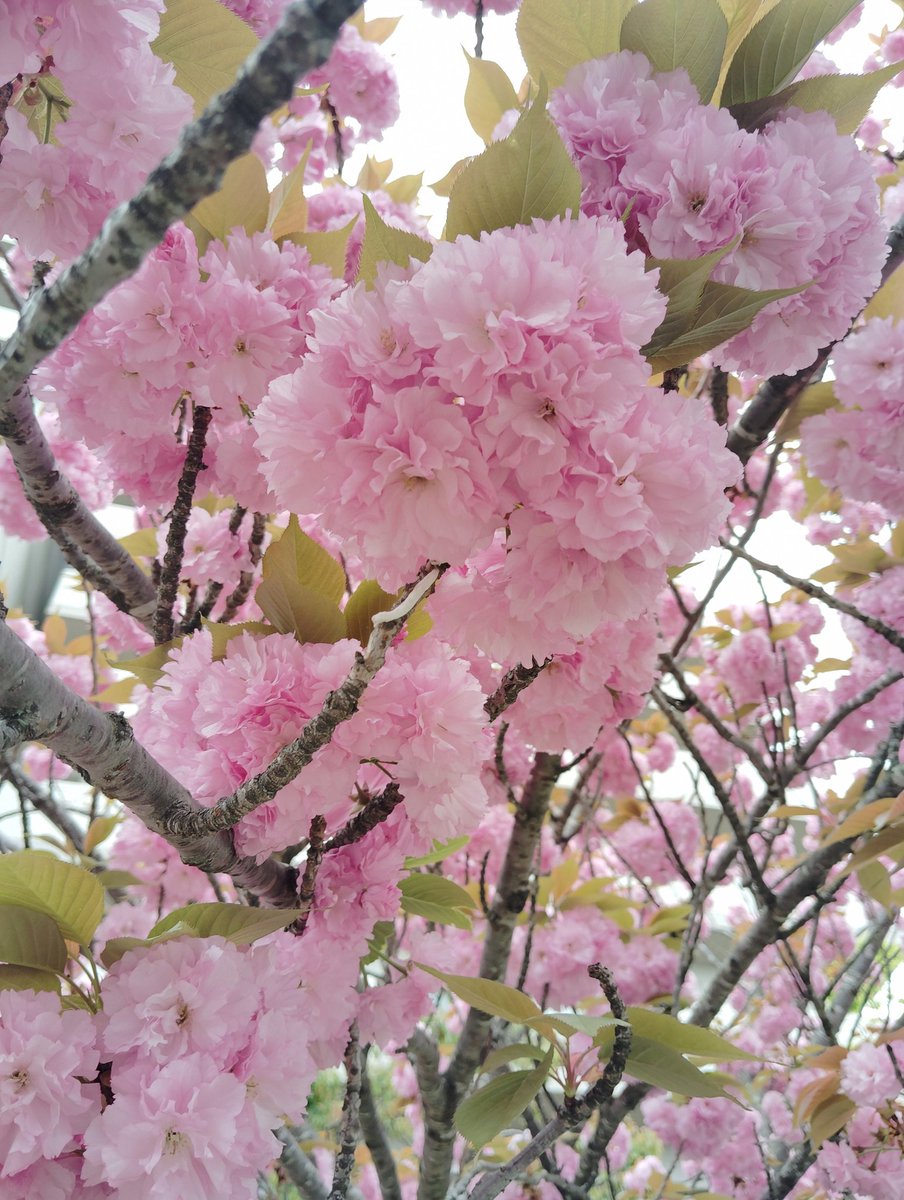 FWLMacZ95u95352's tweet image. The pale-pink layers of the blossoms quietly open into the afternoon sky.  
spring #blossoms 🌸#poem