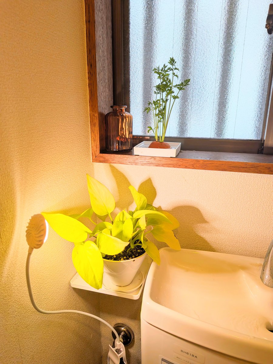 栗鳥巣 tweet media