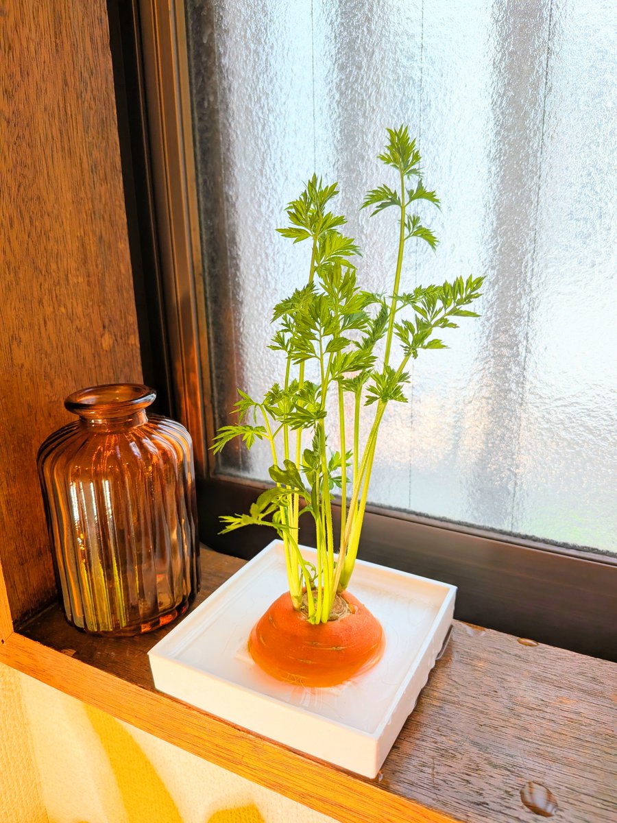 栗鳥巣 tweet media