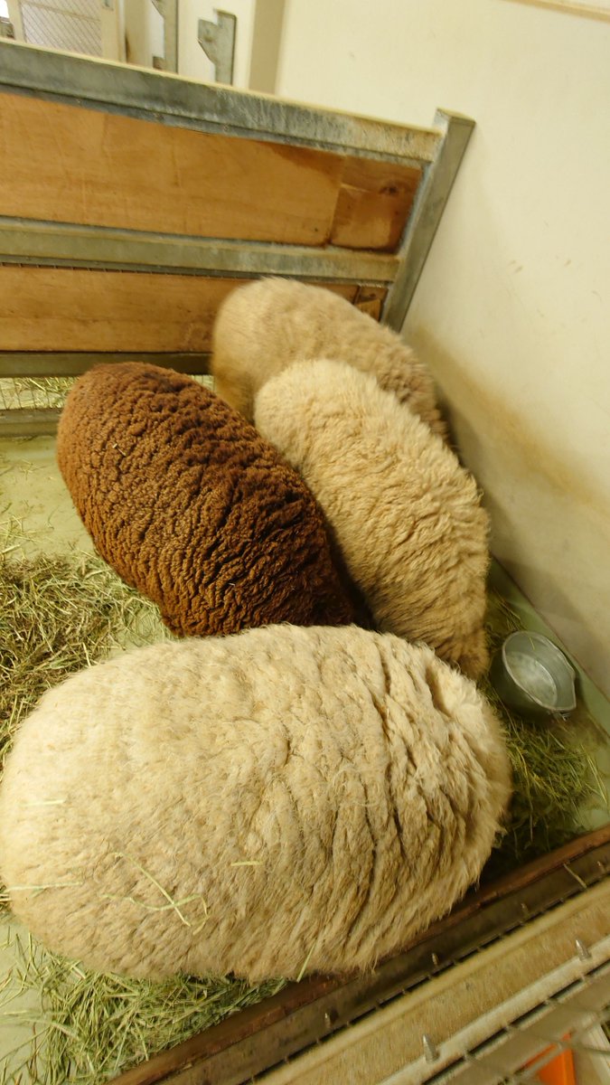 この毛玉は一体……

#ヒツジ　#コリデール　#ケヤキ　#いろは　#なのは　#ちまき　#八木山動物公園　#八木山　＃動物園　＃zoo　＃仙台　＃親子　＃お出かけ