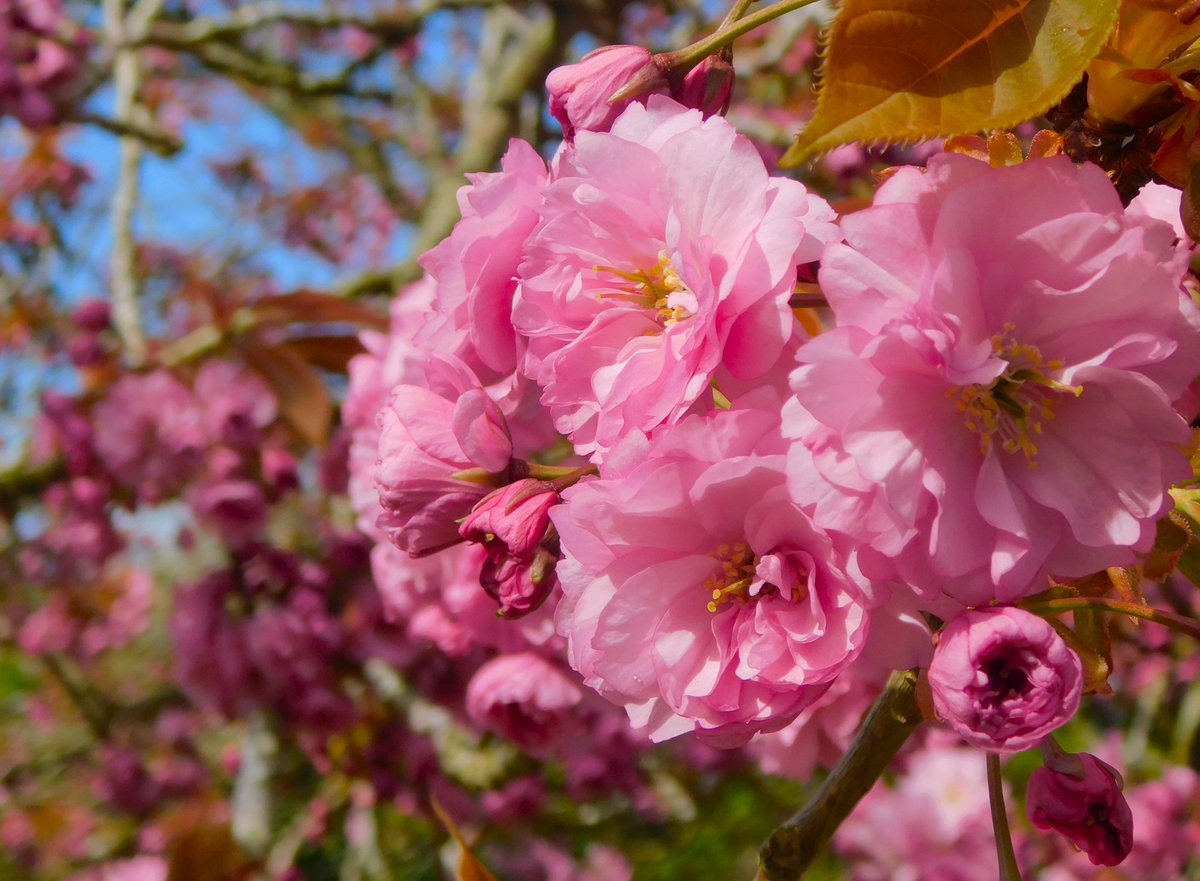 IanW1985's tweet image. #blossom and #sunshine #loveukweather #Lincolnshire