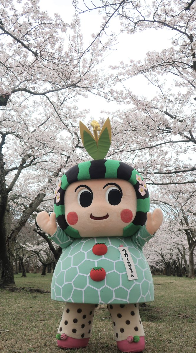 tsugarubrand's tweet photo. 今日はつがる市平滝沼公園で
春まつり開催しました♡

あいにくの肌寒い中、
たくさんの人に来ていただきました。

満開になった桜さんも喜んでたと思います♡

明日もやってらよん♡（春まつりやります）

ぜひ花見にきてください♡ https://t.co/cINrbbpQfo