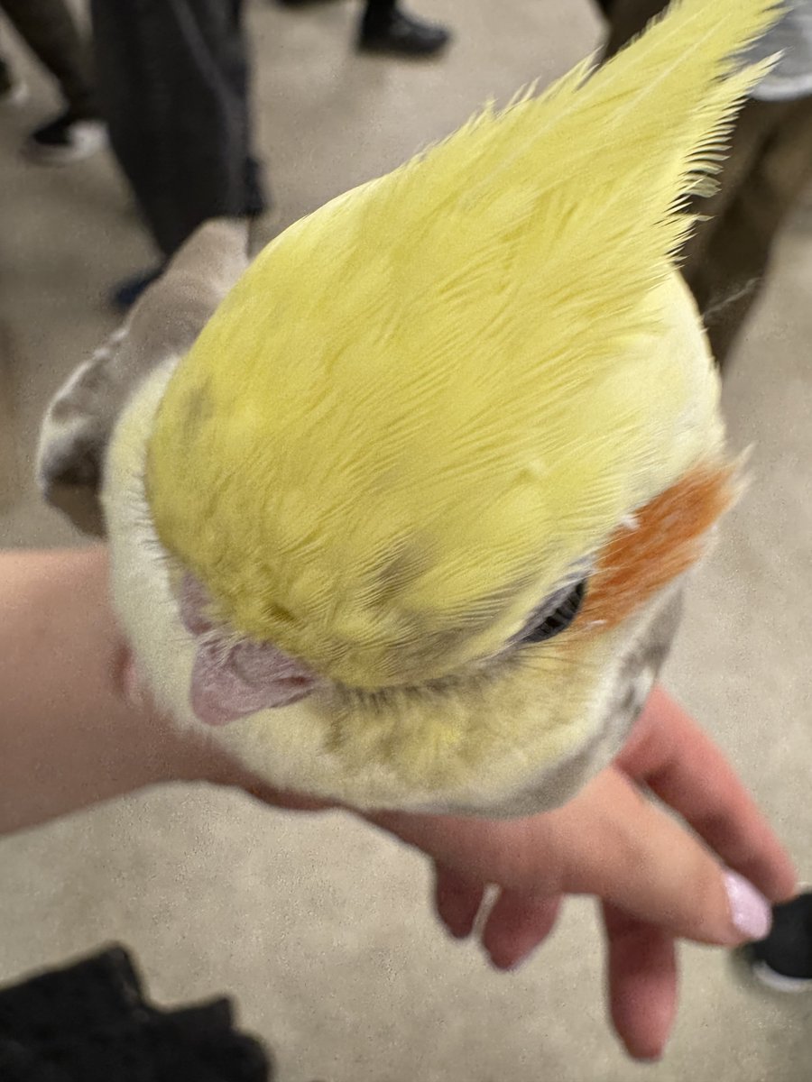 あめちか tweet media