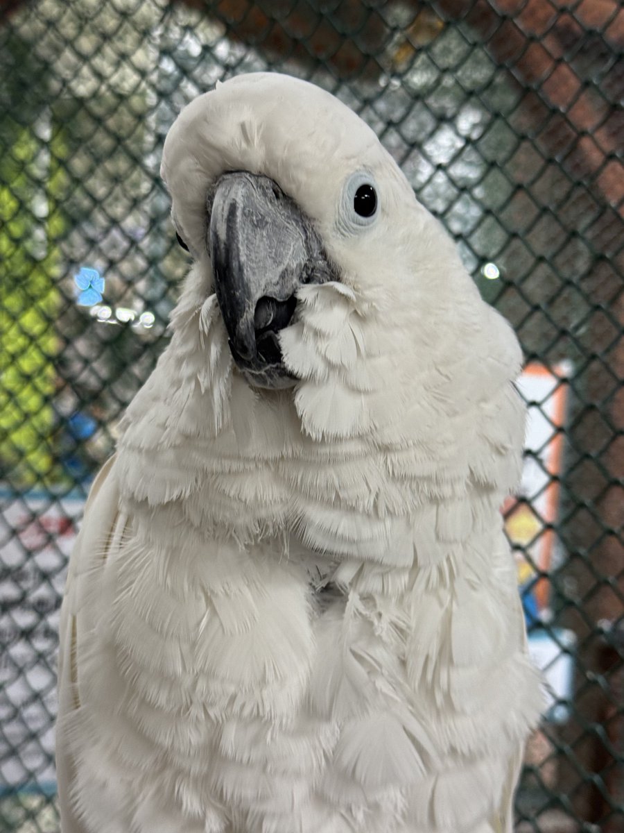 あめちか tweet media