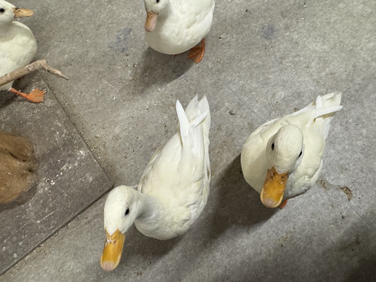 あめちか tweet media