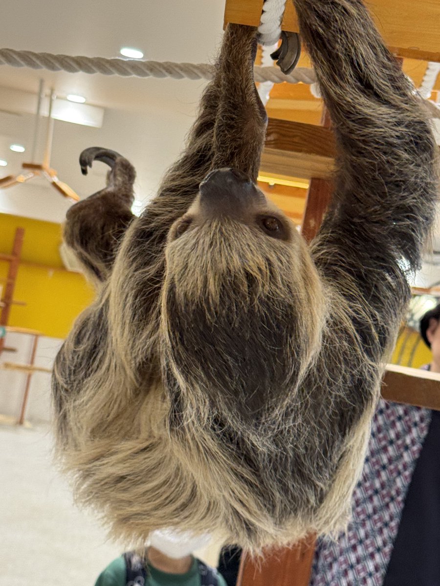 あめちか tweet media