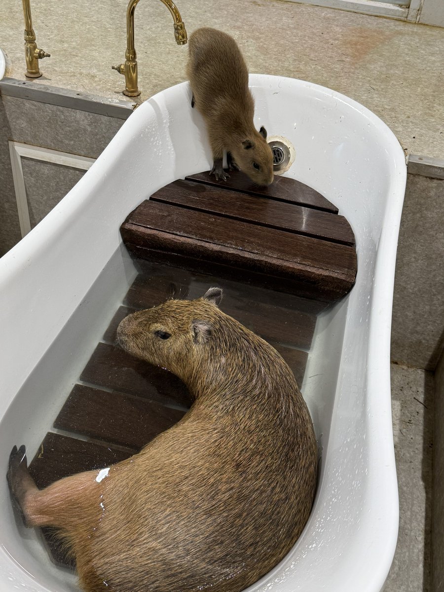 あめちか tweet media