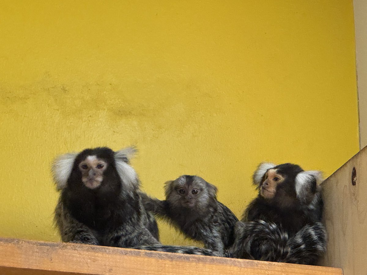 あめちか tweet media