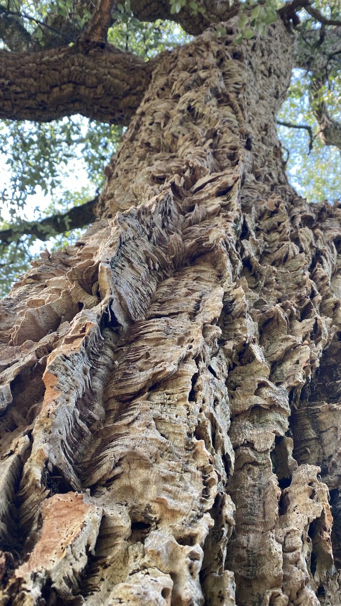 mitzyelliott's tweet image. #dailytree 
#Florence 🇮🇹’24