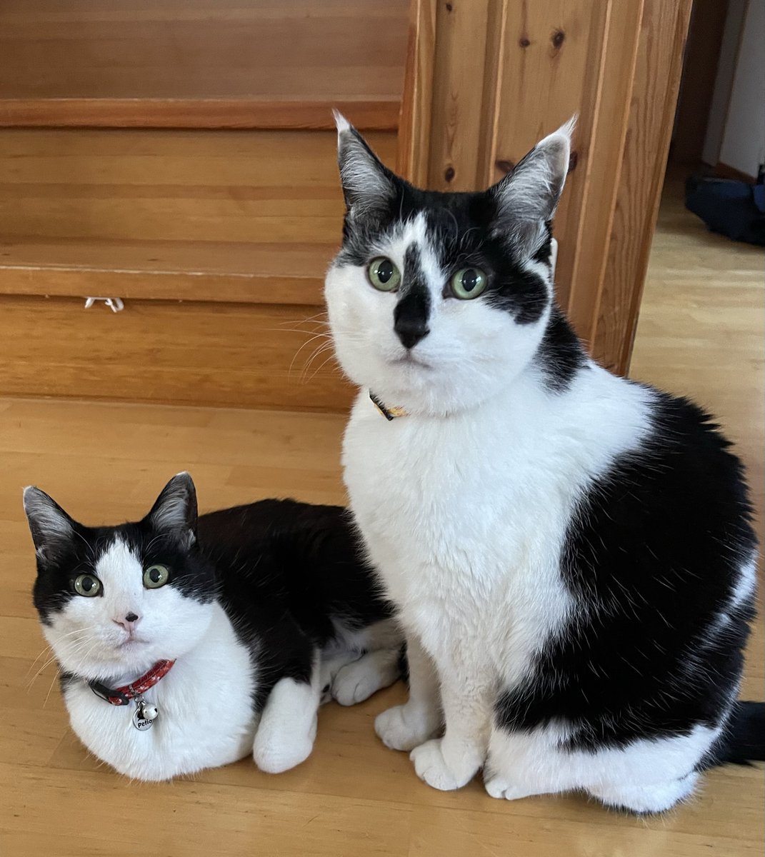 Yoshi　next 4/26ぎふ清流H→安曇野H6/7 tweet media