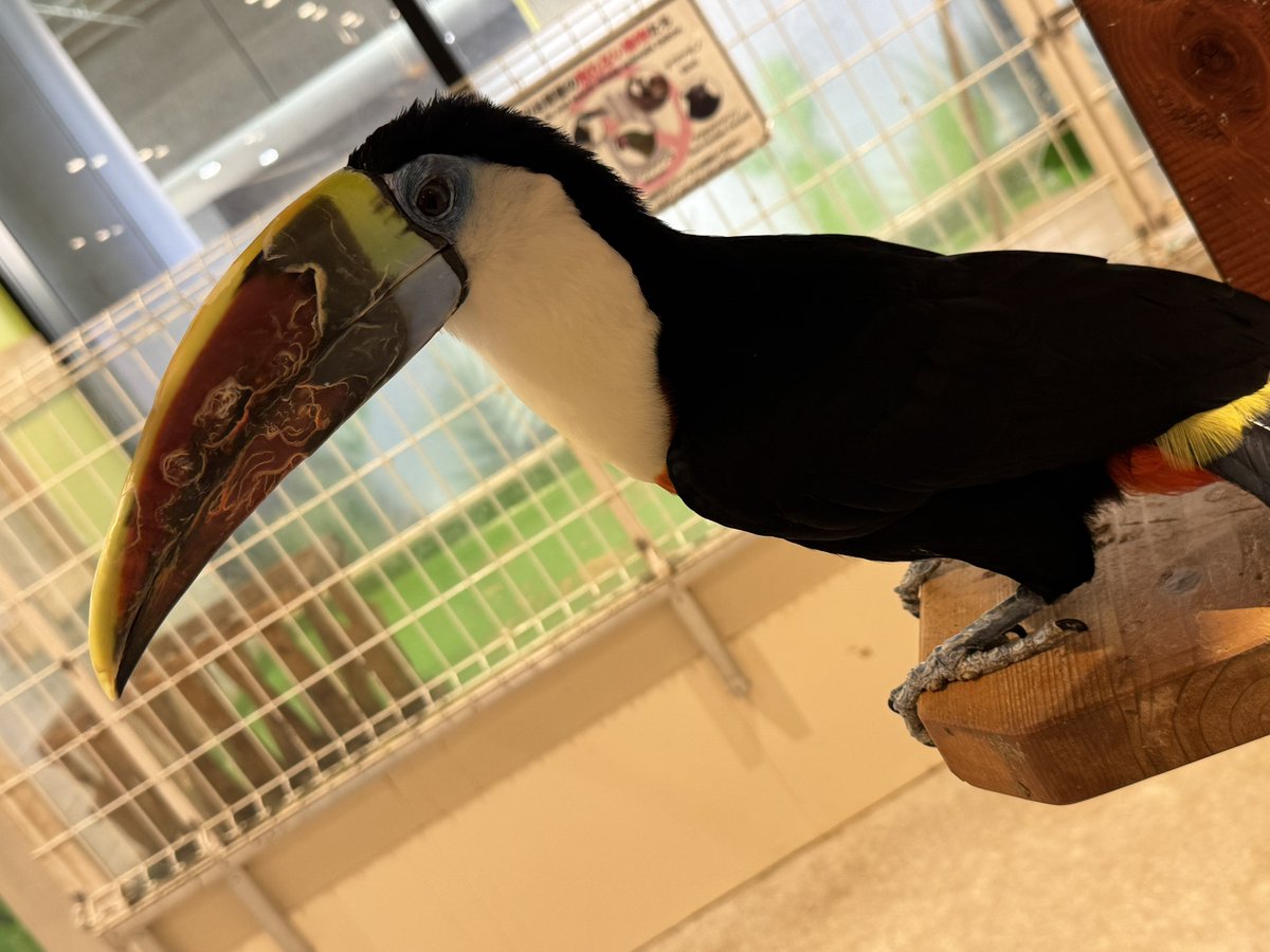 あめちか tweet media