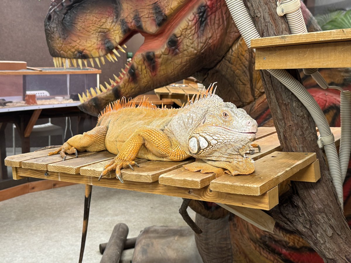 あめちか tweet media