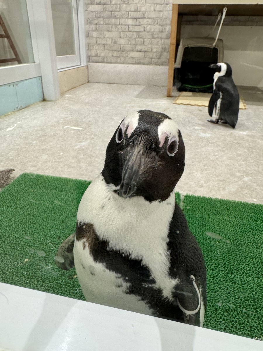 あめちか tweet media