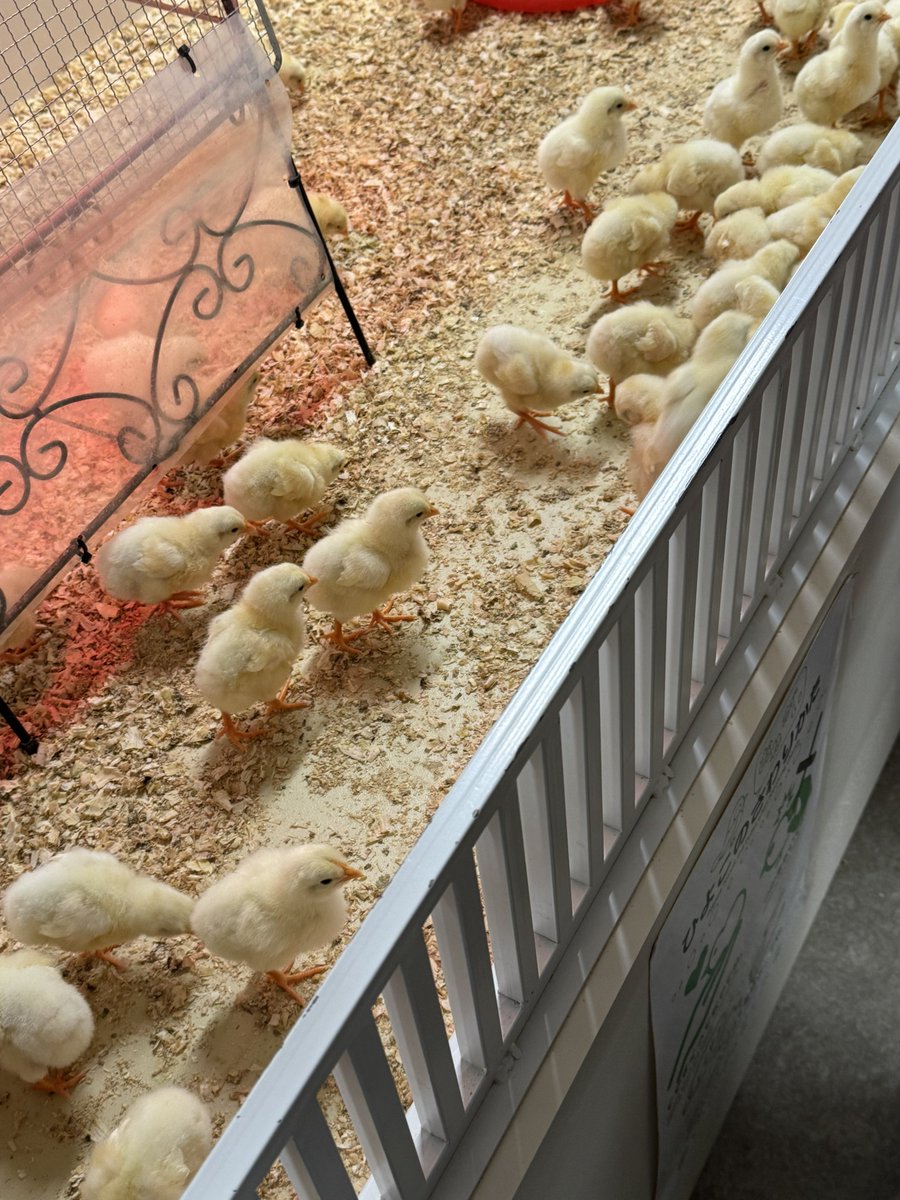 あめちか tweet media