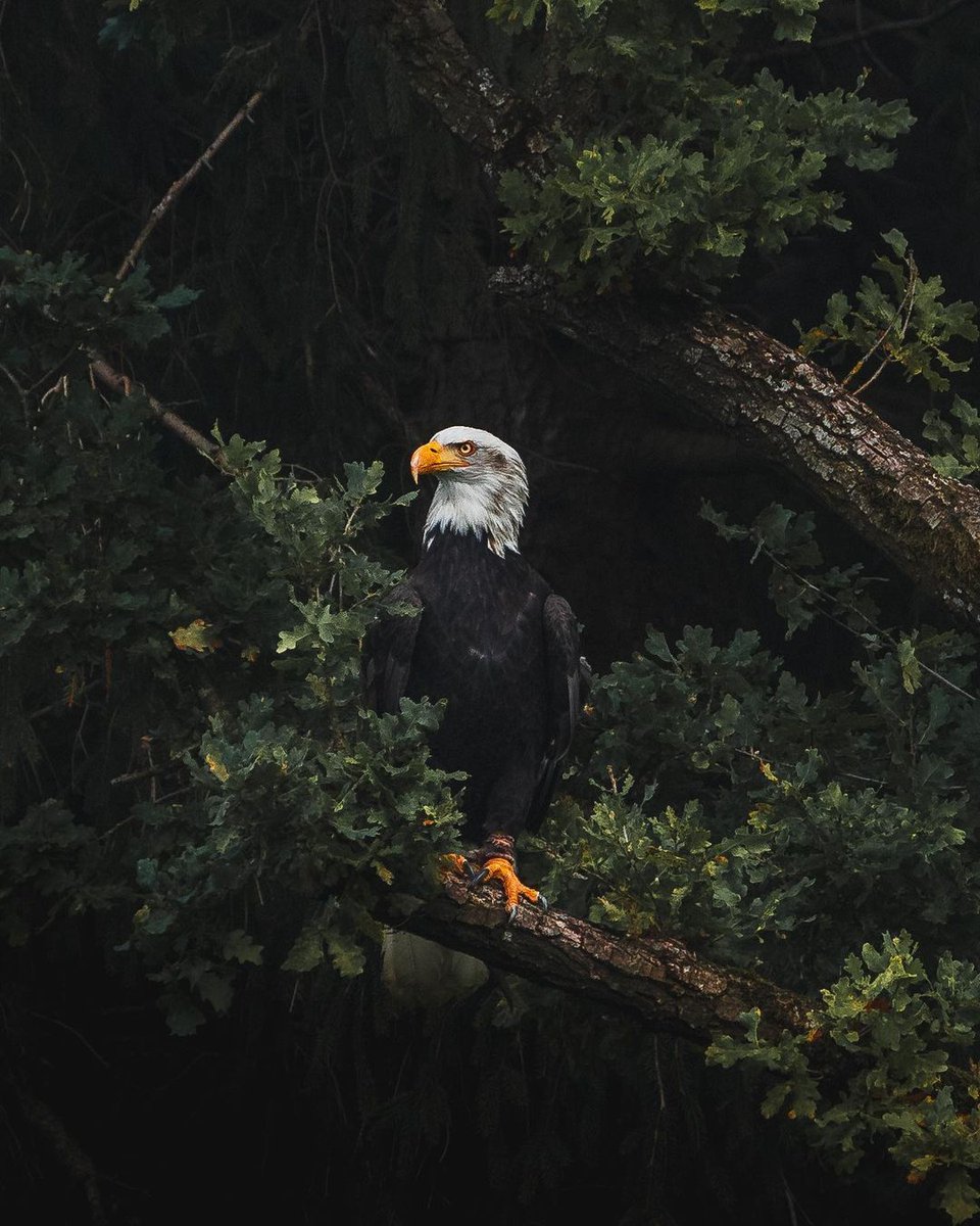 Mi Psychologist™ tweet media