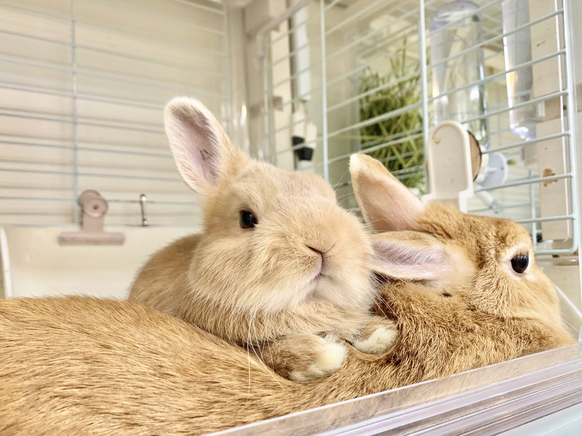 ラパンハウス tweet media