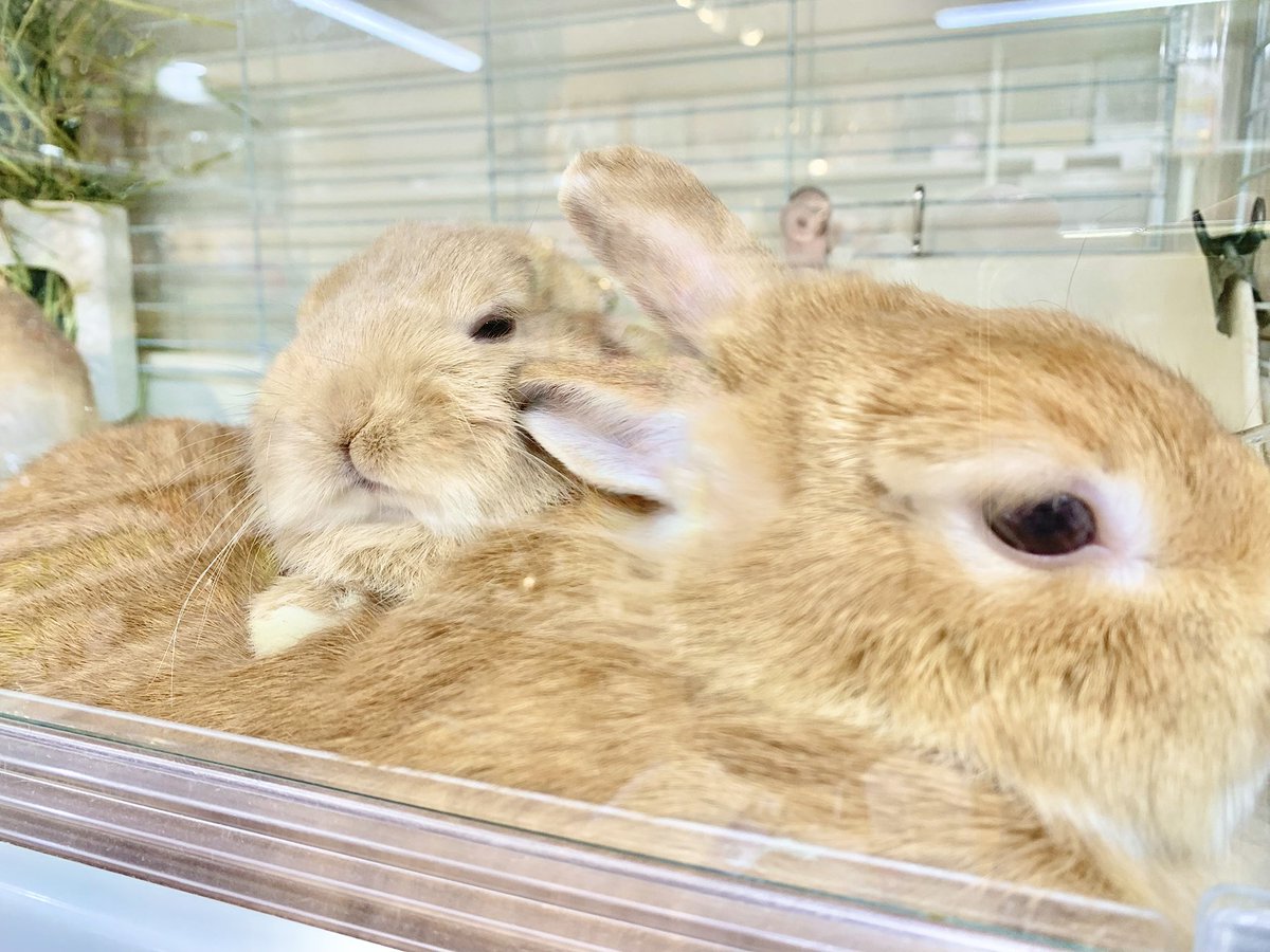 ラパンハウス tweet media