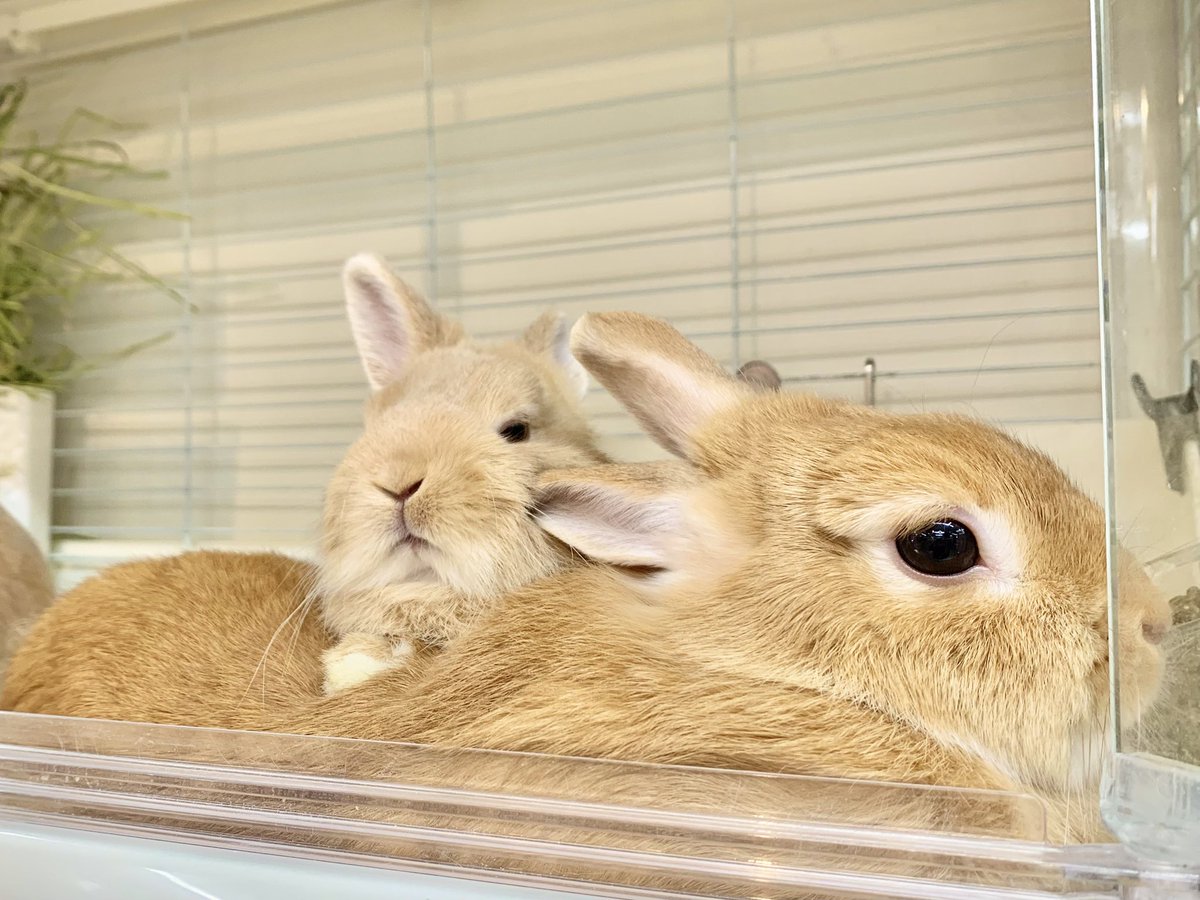 ラパンハウス tweet media