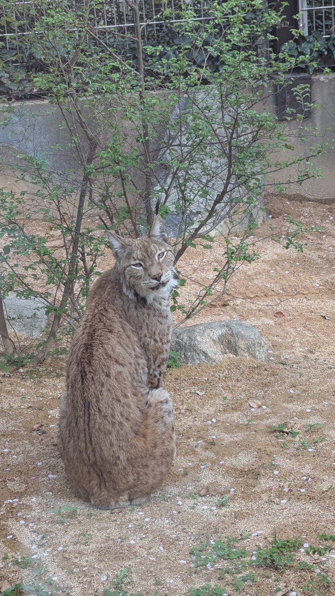 神戸市立王子動物園（公式） tweet media