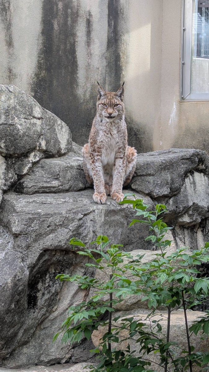 神戸市立王子動物園（公式） tweet media