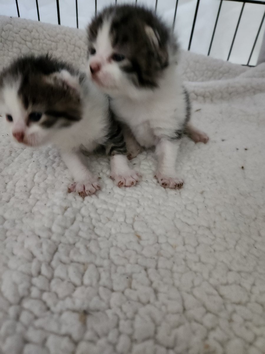 MerylMmciscoil's tweet image. I am in need of cat food kind of running skinny on funds due to a big spay neuter day Thursday I didn't get many donations to cover $500 and 15 cats. I have appointments for 35 cats next week please donate spay neuter food PayPal venmo on profile thank you