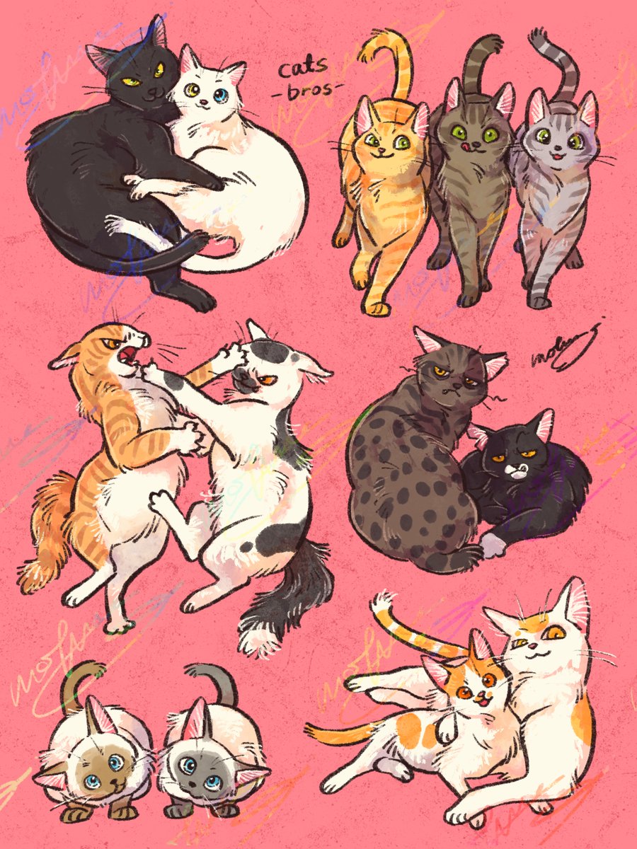 mofuwa🦘オンライン通販準備中🐱 tweet media