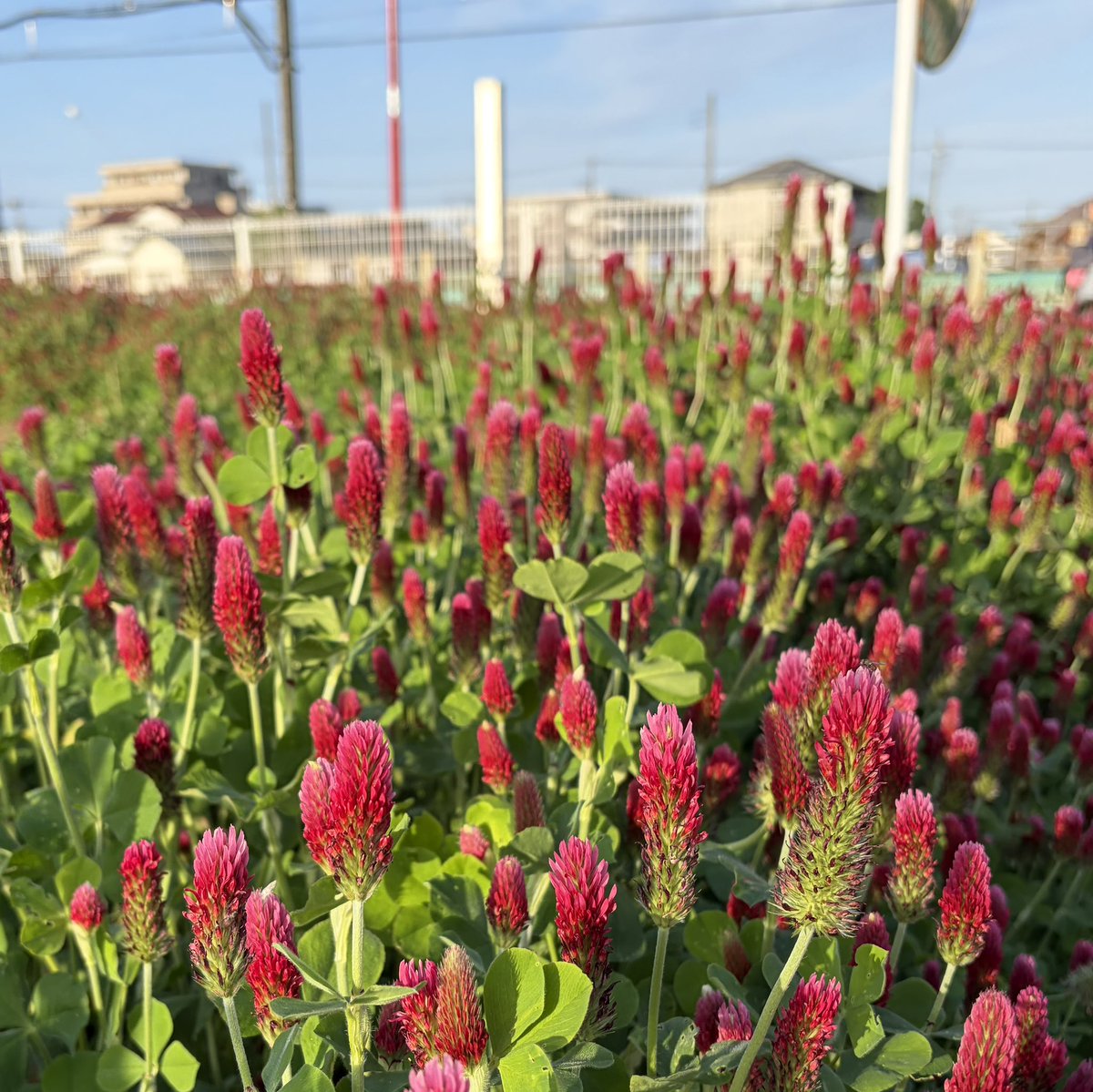 どっちがほんもの？な本日のうぱまるさん。
途中で集中力落ちてどうにもならなくなるのは、消化できていないことがまだまだ多いからであって、今後改善される…と信じたい！