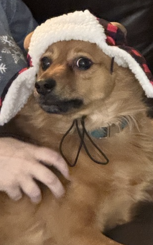 Melisa Asilem 🇺🇦 tweet media