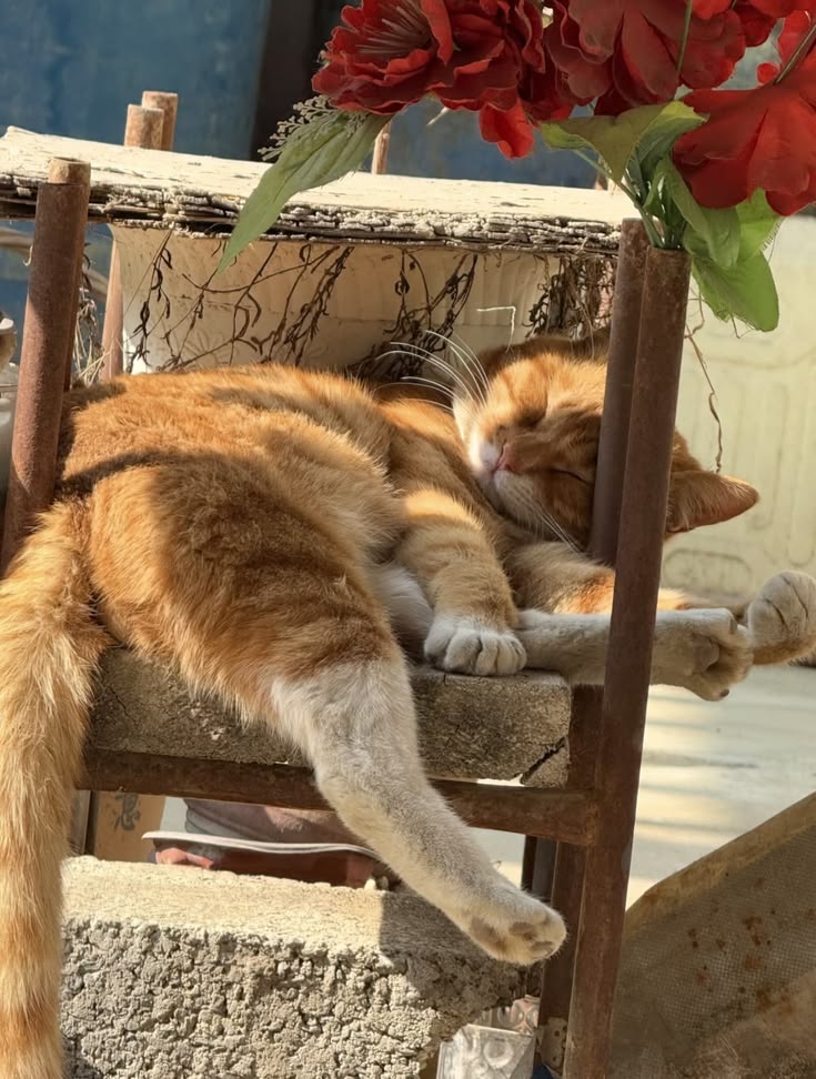 Poet's Photos (@poetsphotos1) on Twitter photo 