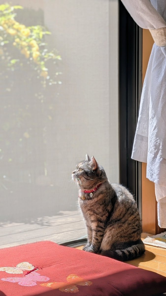 ねこさん⚡(ΦωΦ) tweet media