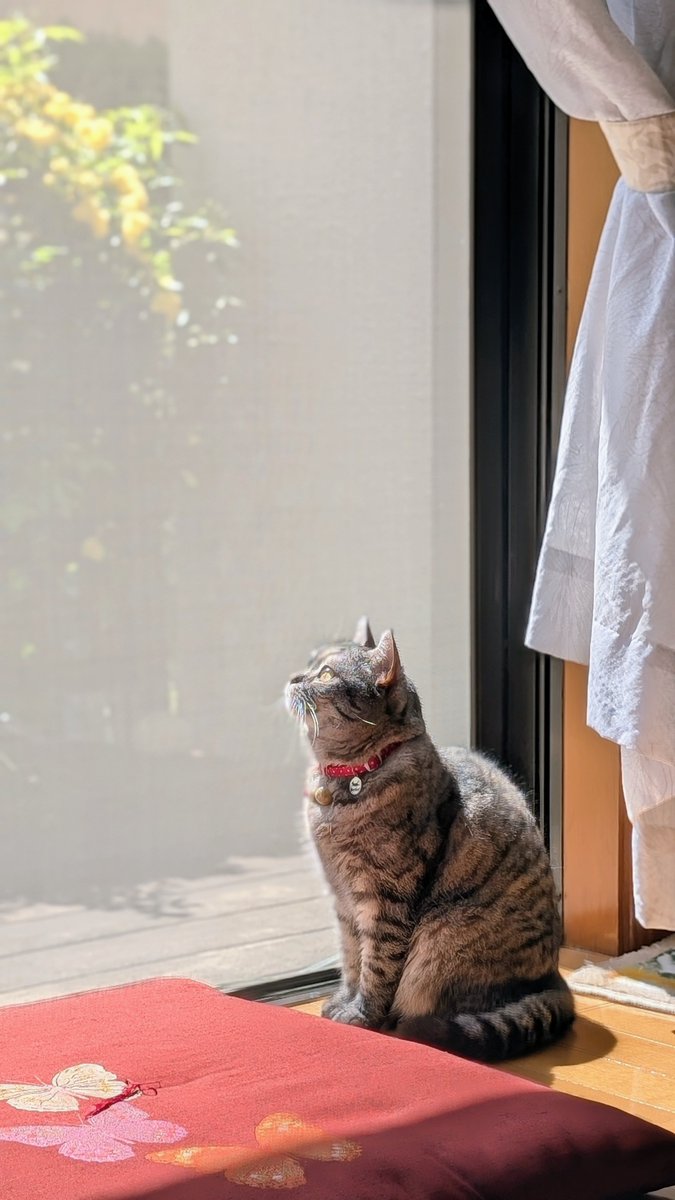 ねこさん⚡(ΦωΦ) tweet media