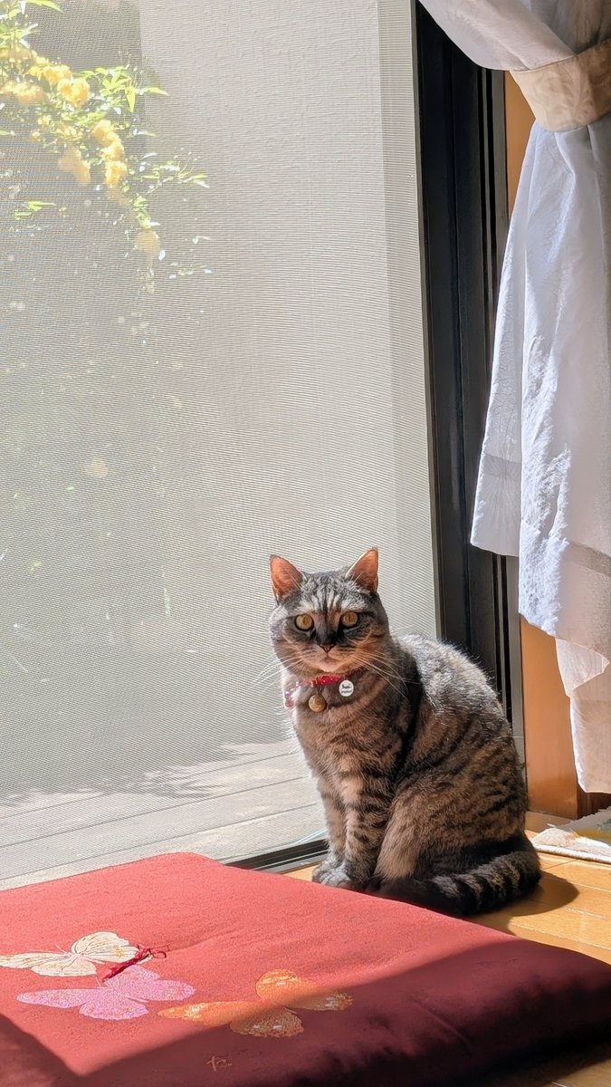 ねこさん⚡(ΦωΦ) tweet media