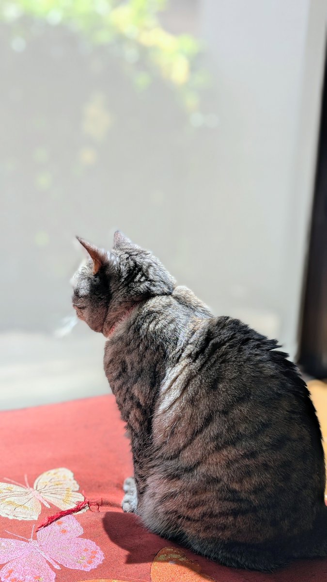 ねこさん⚡(ΦωΦ) tweet media