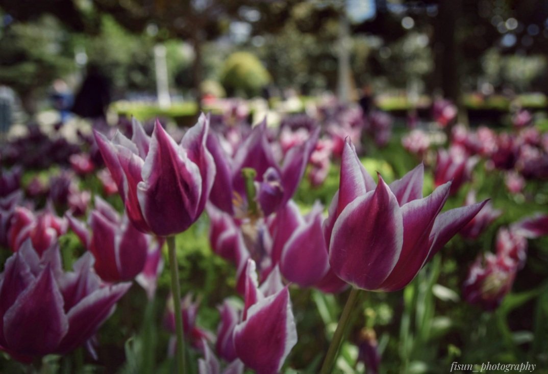 fisunphotograp1's tweet image. #photo
#foto
#tulips