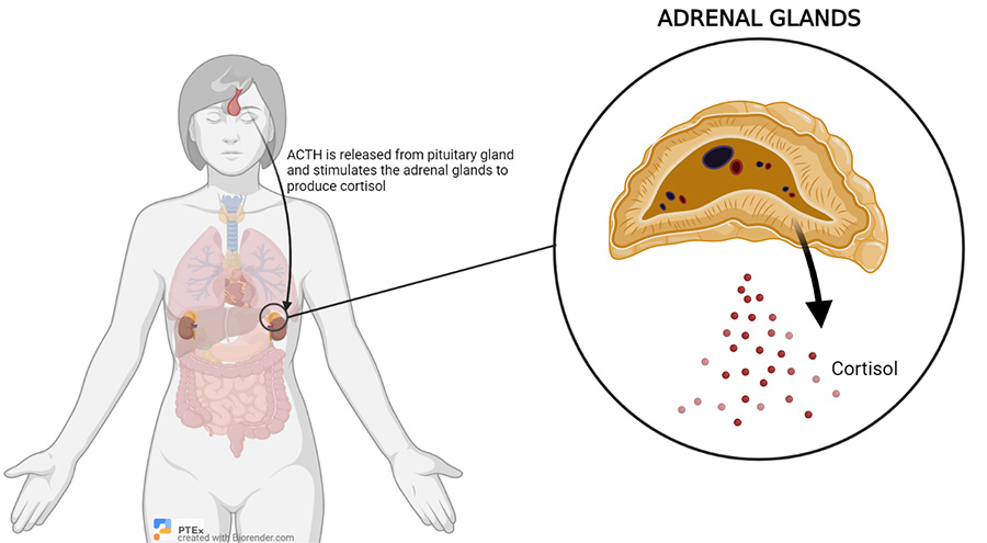 PathologyTests's tweet photo. Cortisol is your body’s main stress hormone—helping regulate metabolism, blood pressure &amp; immune response. Testing cortisol levels can help diagnose adrenal disorders like Addison’s disease. Learn more with Pathology Tests Explained. https://t.co/6wwanSacgf https://t.co/OHdEGKsACs