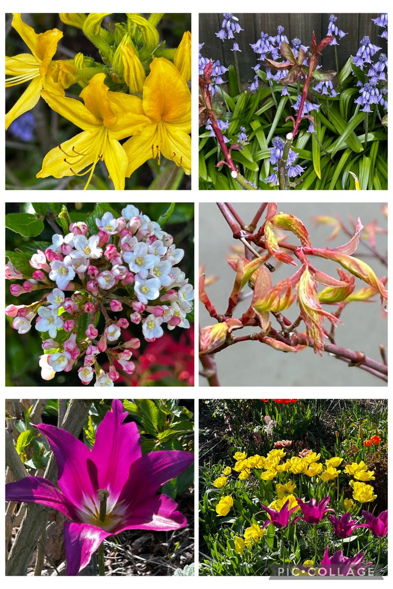 ArthurButcher44's tweet photo. My choice of flowers from my garden for today’s #SixOnSaturday
#Azalea #bluebells #Viburnum #MapleLeaves a single #Tulip and a border of #Tulips #mygardenflowers #SpringFlowers …….. https://t.co/DdbxfFiNhC